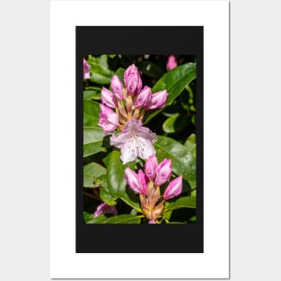 Rhododendron buds. Posters and Art